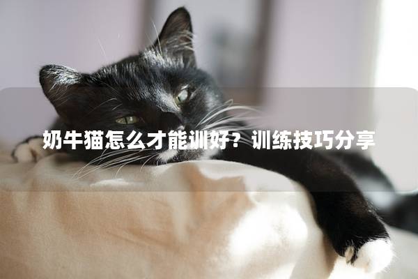 奶牛猫怎么才能训好？训练技巧分享